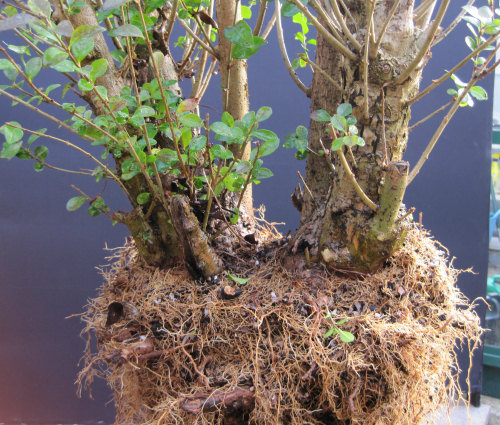 Privet Multi Trunk Bonsai